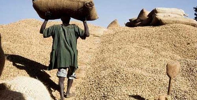 Commercialisation arachidière au Fouladou : une campagne encore mal partie