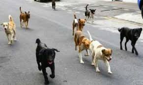 KOLDA : le service de l’élevage va en guerre contre les chiens errants