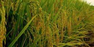 Guinée-Bissau consommera à partir de 2020 du riz produit localement par des jeunes du pays