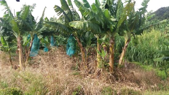 Litige foncier à Pakour (vélingara) : dix personnes arrêtées dans une bananeraie