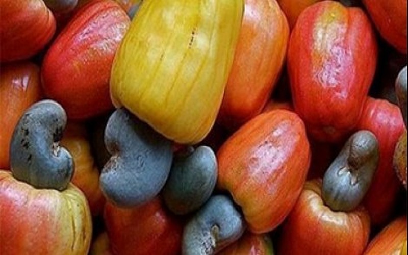 Campagne d’anacarde : « Nous avons l’obligation de protéger notre production »