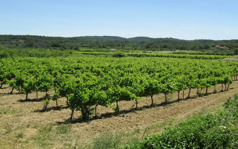 La reconversion de Bélal Altiné Sow, ancien « modou modou »