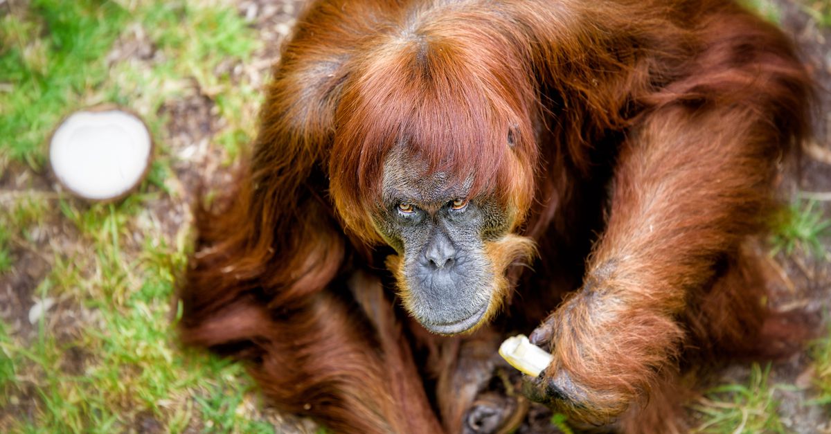 Puan, l’orang-outan le plus âgé du monde (62 ans) est mort dans un zoo australien