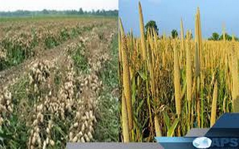 Une étude fait état d’une chute des superficies cultivées en arachide et mil