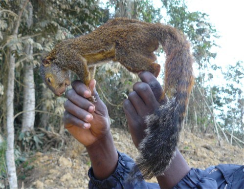 Saré Bidji (Kolda) :  Un adolescent meurt d’une morsure de rat palmiste