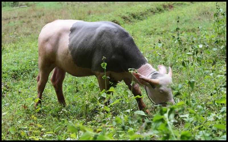DIVAGATION DES ANIMAUX : Sédhiou joue la carte de la prévention !