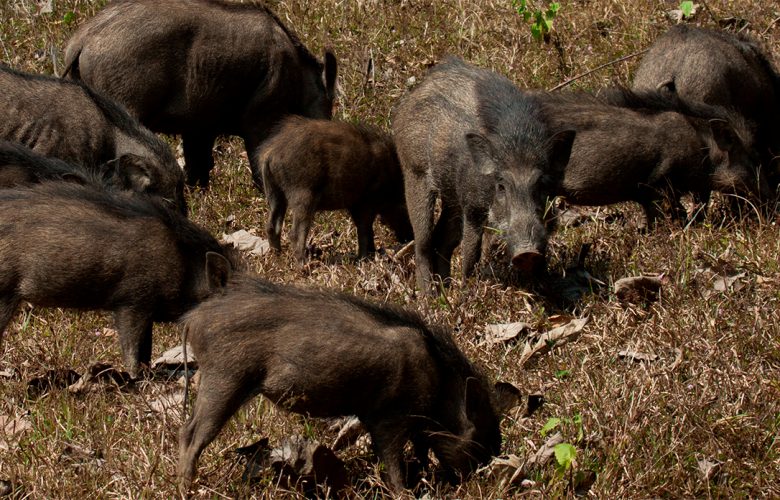 KOLDA : la peste porcine fait des ravages