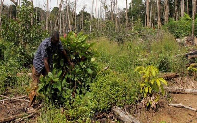 La Banque mondiale au chevet de la « gestion sous régionale » des forêts