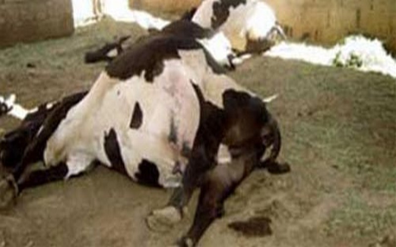Bétail : la fièvre aphteuse attaque 3 000 vaches à Kolda