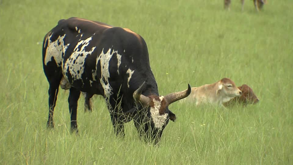 Litige foncier à Vels : la bataille du Korassé aura-elle lieu ?