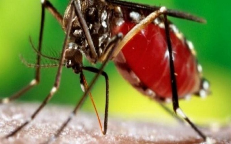 Des cas de dengue signalés à Fatick