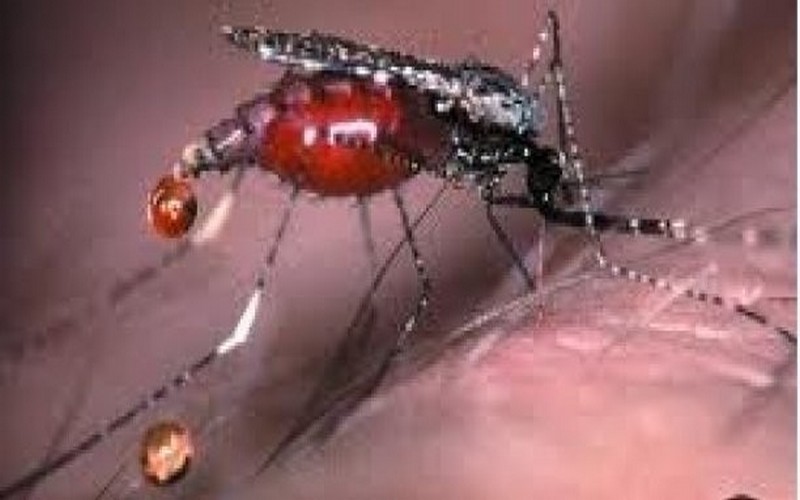 Un 9ème cas de Dengue enregistré dans la région de Fatick