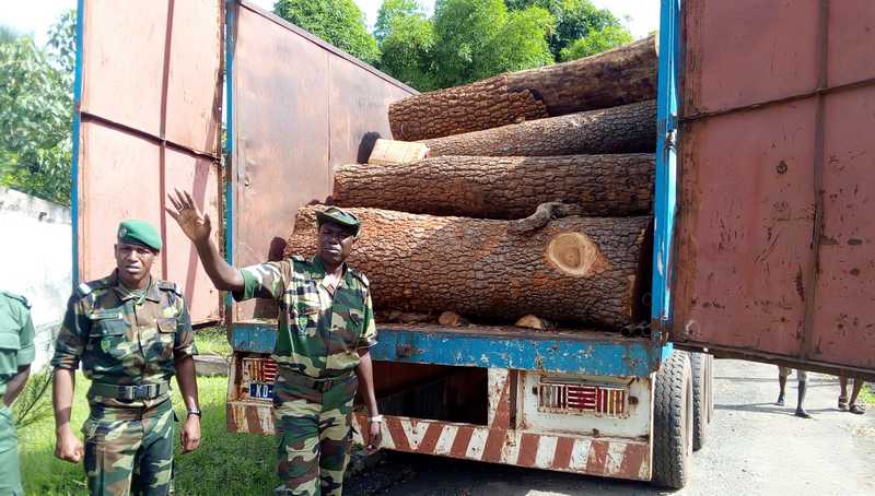Lutte contre le trafic de bois à Kolda : 20 interpellations, plus de 100 billons saisis…