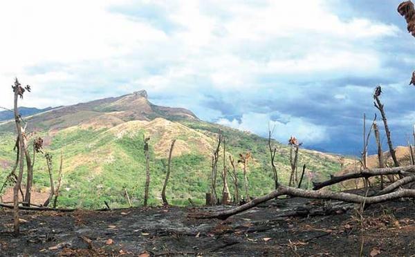 Le défrichement, une autre technique de spoliation des terres dans le MYF