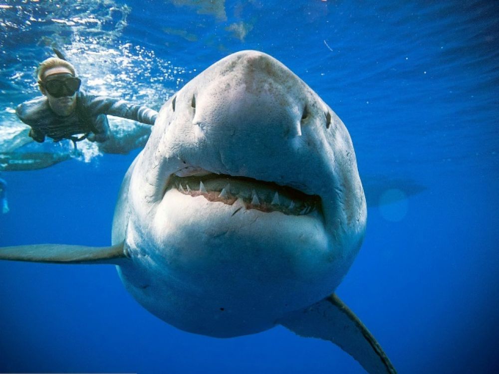 LES SECRETS DU GRAND REQUINS BLANC ZONE TELECHARGEMENT - Sparfonecutligh - Requin Blanc En Méditerranée