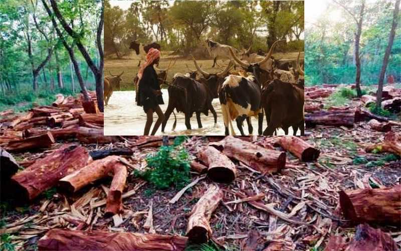 Vol de bétail et coupe de bois : ça ruine l’économie de la Casamance