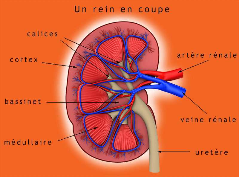 « Des reins en bonne santé, pour tous, partout »