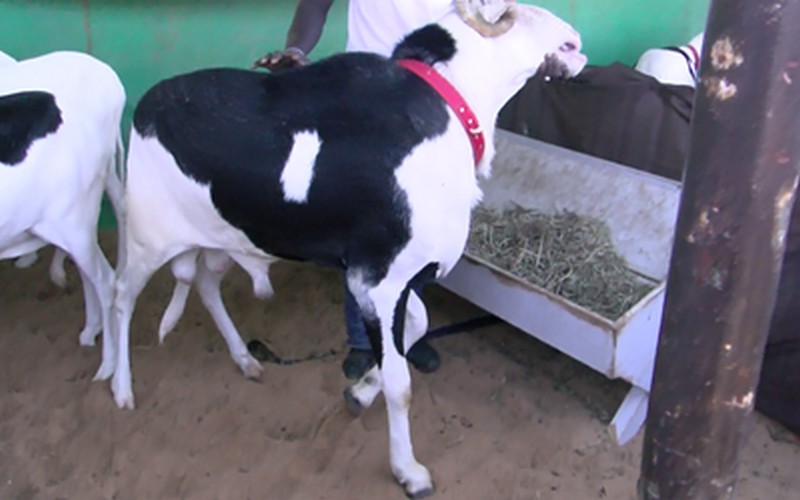 Rufisque/Foire de l&rsquo;élevage : Sami Diakhaté évoque la nécessité de l’union