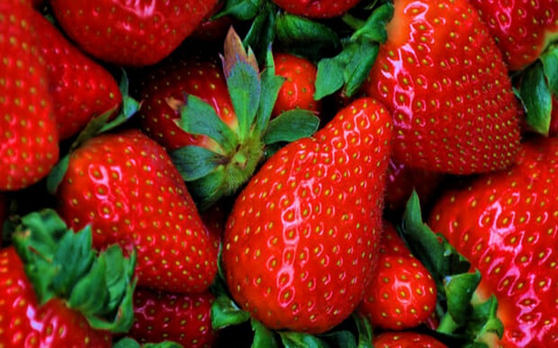 Un réseau pour la valorisation de la filière fraise en Afrique pourrait voir le jour
