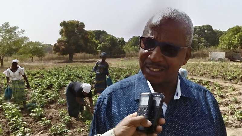 Diversification des cultures à Kolda : la SEDAB fait un test de production de pomme de terre