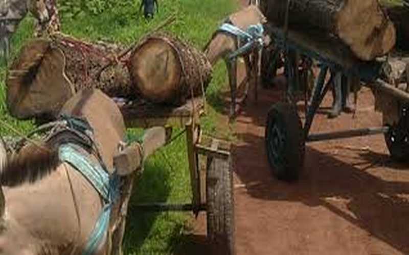 Manda Douane : la gendarmerie saisit 12 charrettes chargées de bois de vène