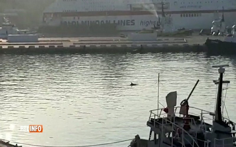 Italie – Covid 19 : des dauphins font leur réapparition dans ce port très actif d&rsquo;ordinaire