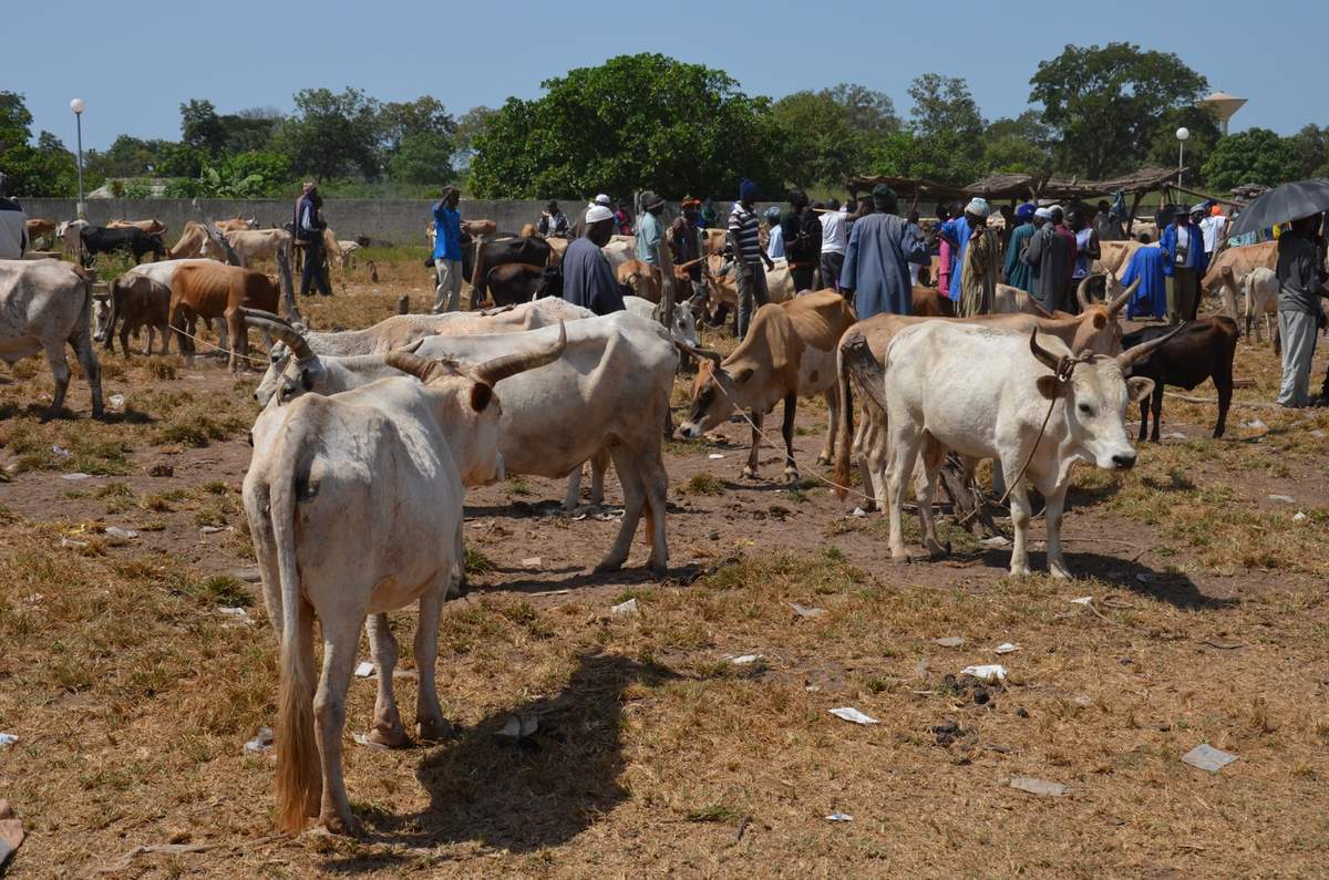 Saré Yoba : le marché et le foirail fermés pour cause de covid-19