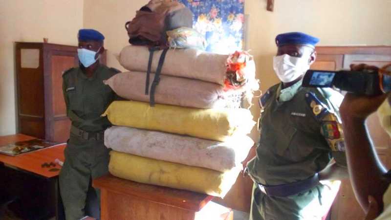 KOLDA : la gendarmerie saisit 59 kg de chanvre indien et 5 boulettes de haschisch