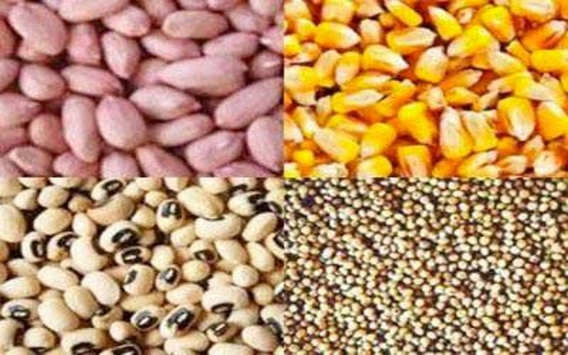 Campagne agricole : la région de Diourbel se prépare à la mise en place des semences