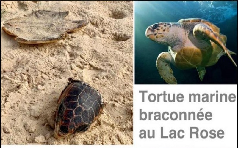 Le braconnage de tortue marine signalée au Lac Rose le jour de la Korité