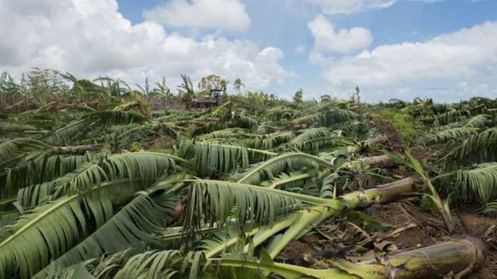 FRANCE-OVERSEAS-CARIBBEAN-WEATHER-HURRICAINE-AGRICULTURE
