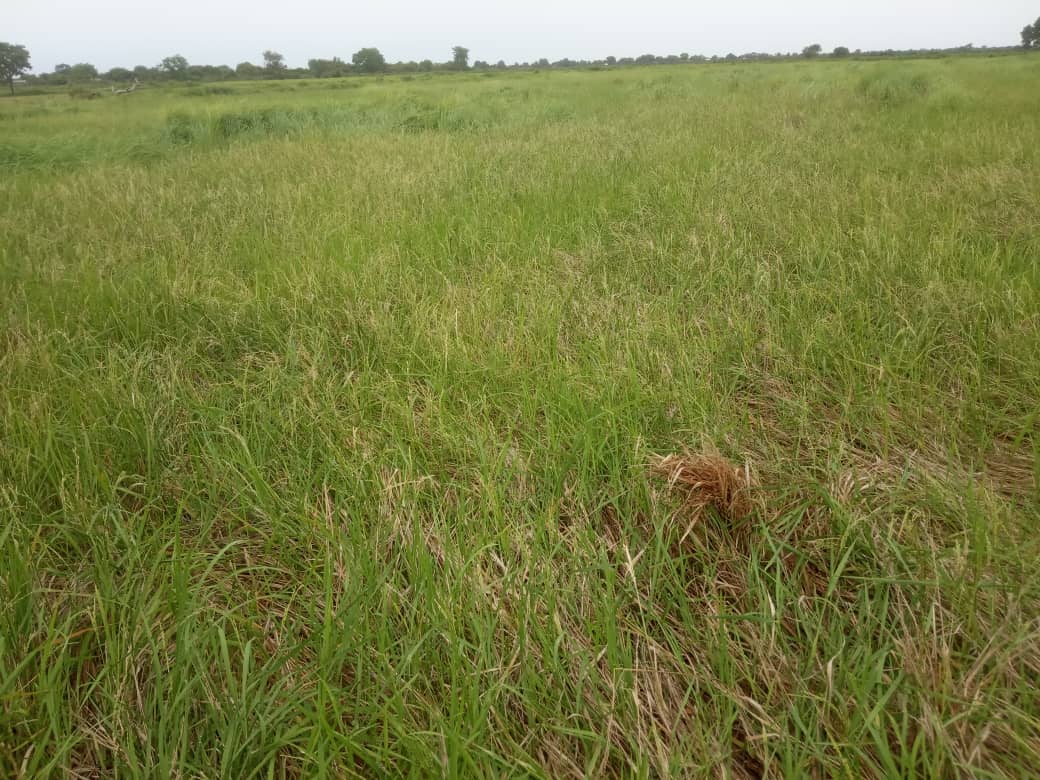 Bassin  de  l’Anambé : 137 parcelles  de riz  emportées  par les eaux de pluie