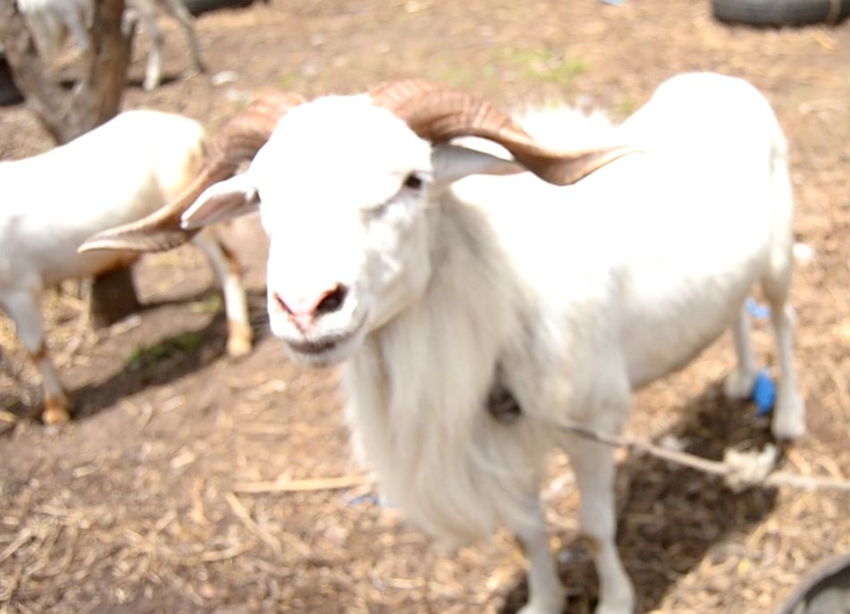 Tabaski 2020 : Les béliers se font désirer à Kolda