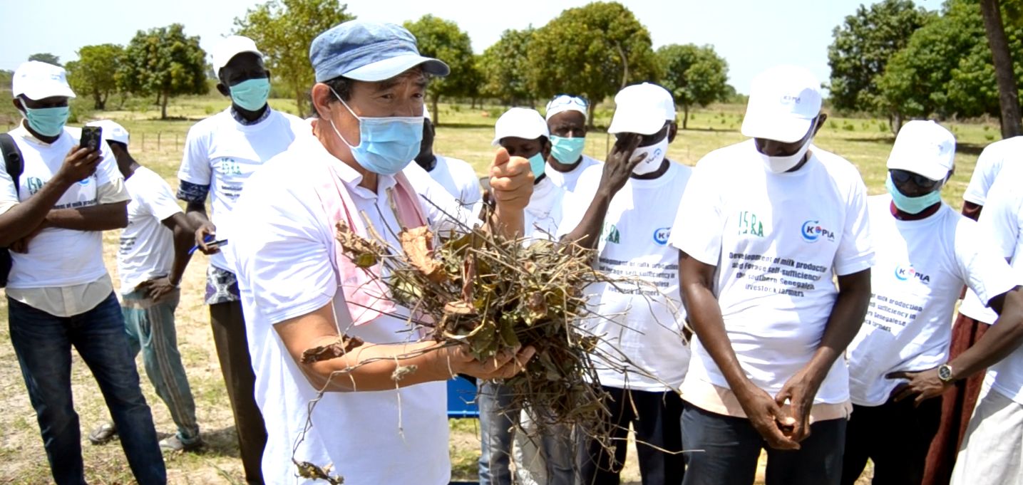 Accès à l’aliment du bétail : Kopia lait renforce les capacités des éleveurs de Kolda en technique de production fourragère