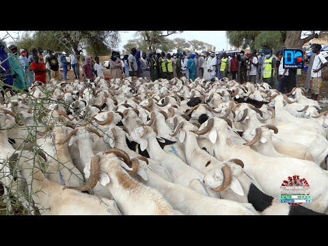 Thiès: Samba Ndiobène Kâ exhorte les consommateurs d’éviter d’acheter un mouton la veille de la fête