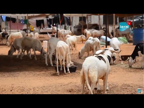 « Khar ba 1 million amna mais meuna manqué ak mbass mi… » Les vendeurs rassurent les clients