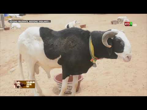 Samm Jur Gui du Dimanche 19 Juillet 2020