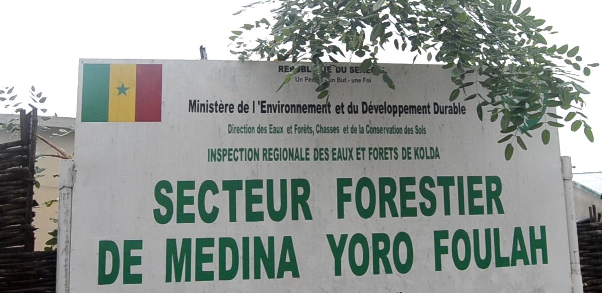 Reforestation à Médina Yéro Foula : le secteur forestier à la tête du peloton