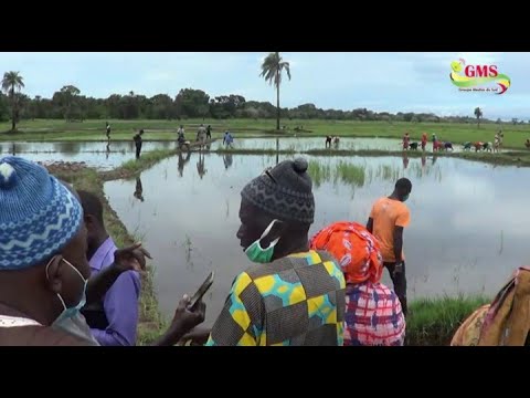 BIGNONA: TEST REUSSI POUR LE PPDC… LES PRODUCTEURS RECLAMENT UNE 2ème PHASE