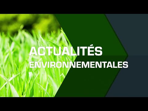 L’ARBRE ENTRE TOUBA ET MBACKÈ