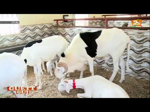 #2STVLIVE AMADOU DIALLO, ELEVEUR DANS GUETT GUI DU DIMANCHE 09 AOUT 2020