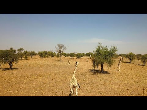 Assassinat des humanitaires français au Niger : l&rsquo;état d&rsquo;urgence élargi à Kouré