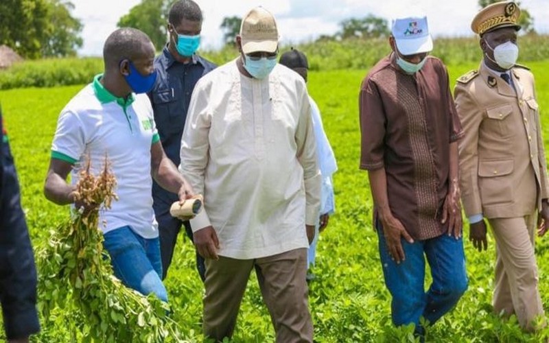 Visite agricole du Chef de l’État : l’APR Kaffrine annonce des records dans le domaine de l’agriculture, notamment dans la filière arachidière