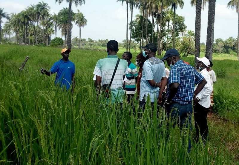 Riposte covid 19 : les producteurs de Ninnaba  Kolda « satisfaits » de l’accompagnement d’ICCO cooperation