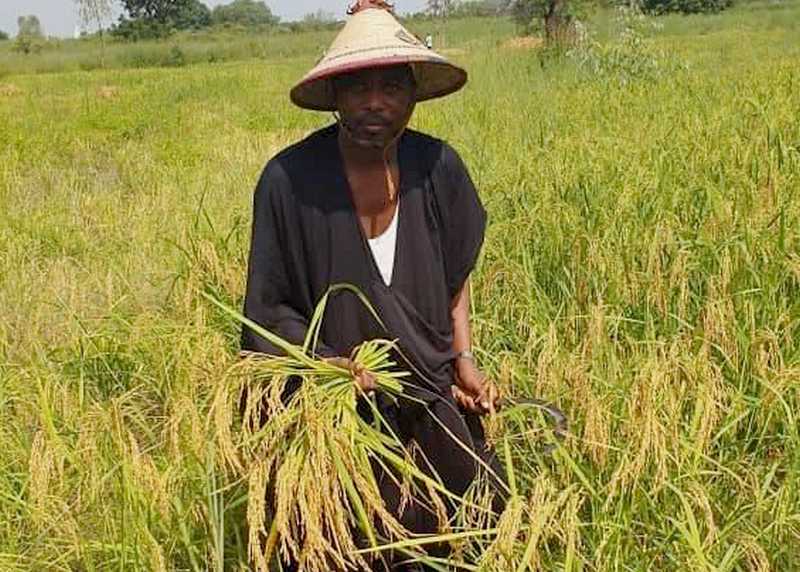Autosuffisance alimentaire en riz : Du concept à la réalité au Fouladou…