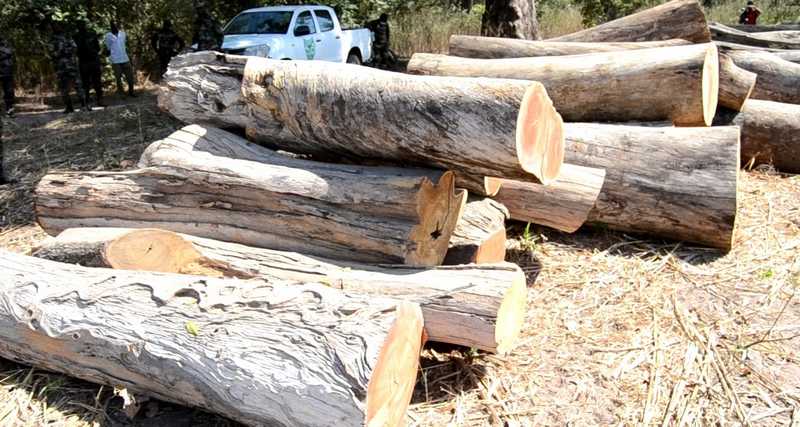 Lutte contre la coupe de bois à Kolda : 98 billons saisis dans la forêt classée de Koudora
