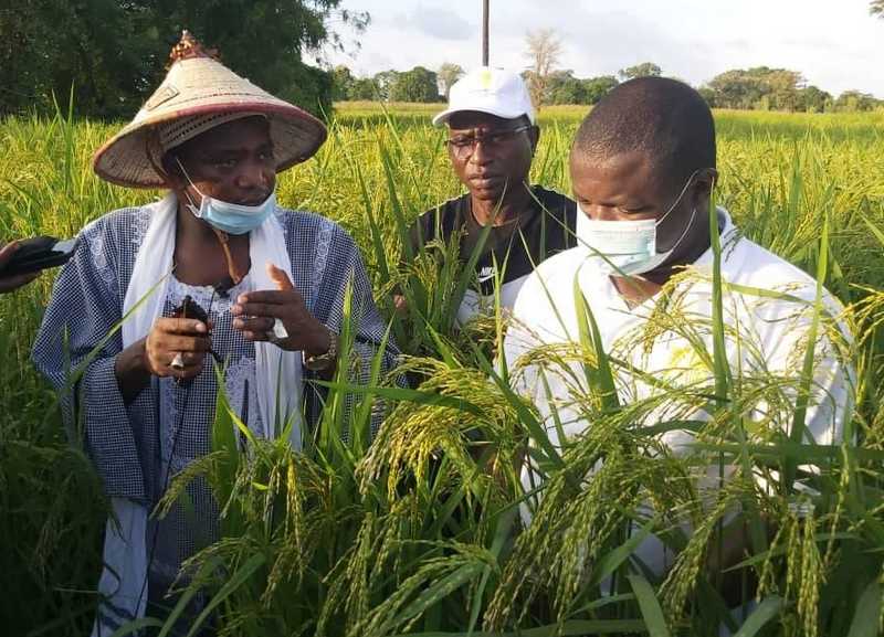 Chérif Al Haïba Aïdara de Saré Mamady : Un Khalife producteur de  la souveraineté alimentaire.