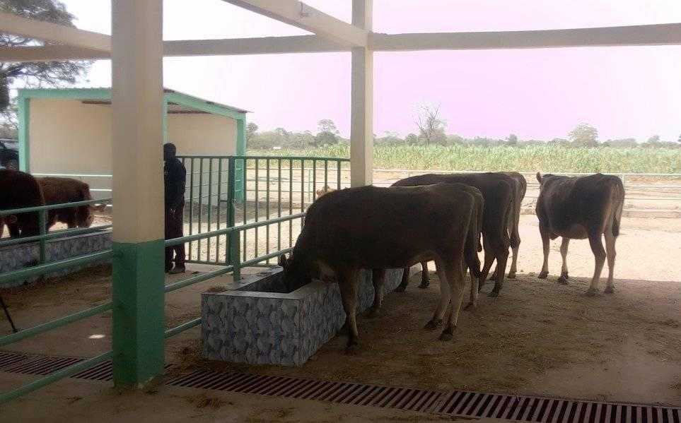 Médina Yoro Foula : les bénéficiaires du PACERSEN réceptionnent 10 vaches laitières