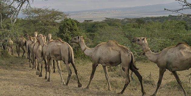 Dromadaires