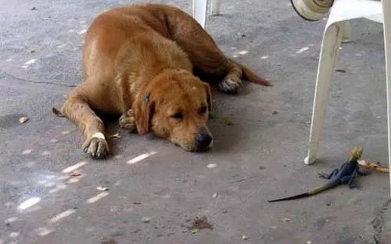 Plaidoyer pour une prise en charge correcte de la rage